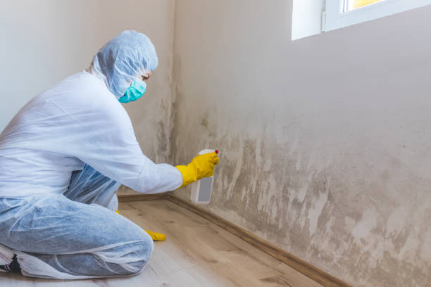 Licensed Black Mold Removal service in Biglerville, PA - WQB Mold Removal